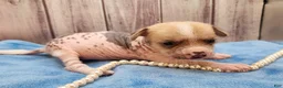Mixed Breed dogs for sale: Beethoven - Ad 6