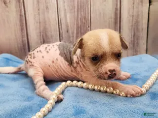 Mixed Breed dogs Beethoven - Ad 40