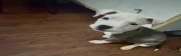 American Pit Bull Terrier dogs for sale: Bella - Ad 3