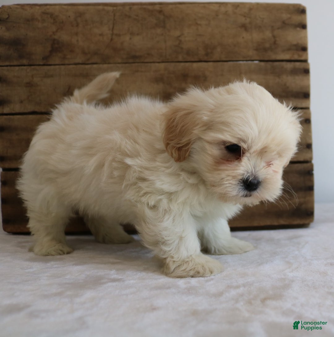 Maltipoo dogs for sale: Kelly - Ad 2