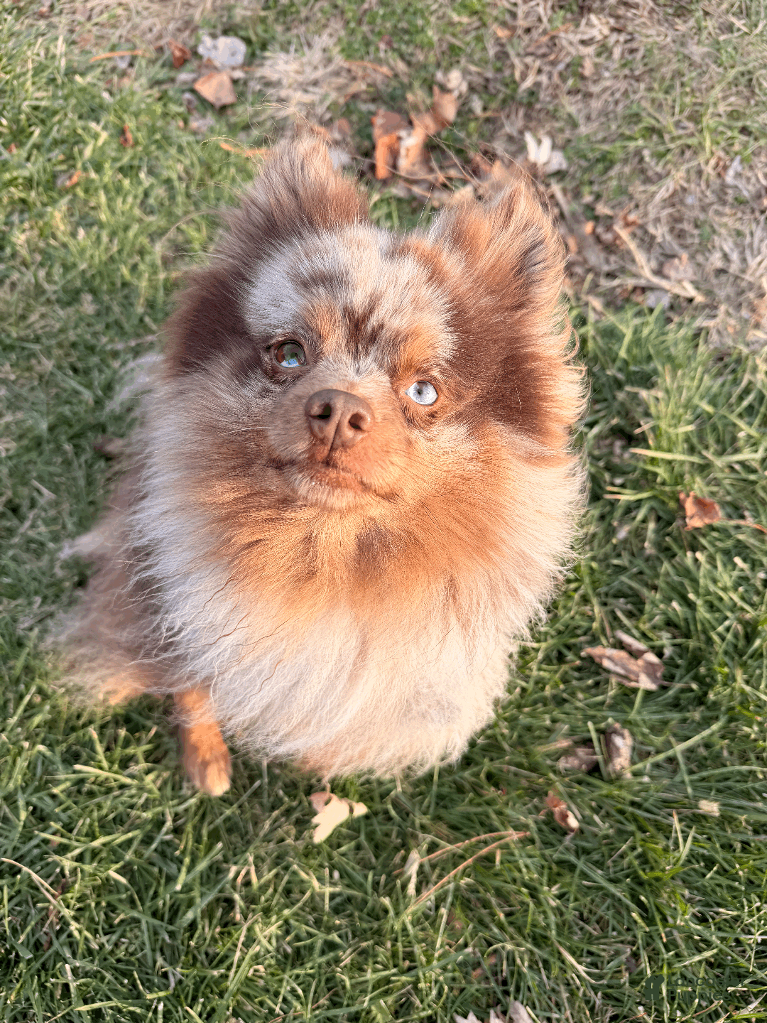 Pomsky dogs for sale: Dotty - Ad 19