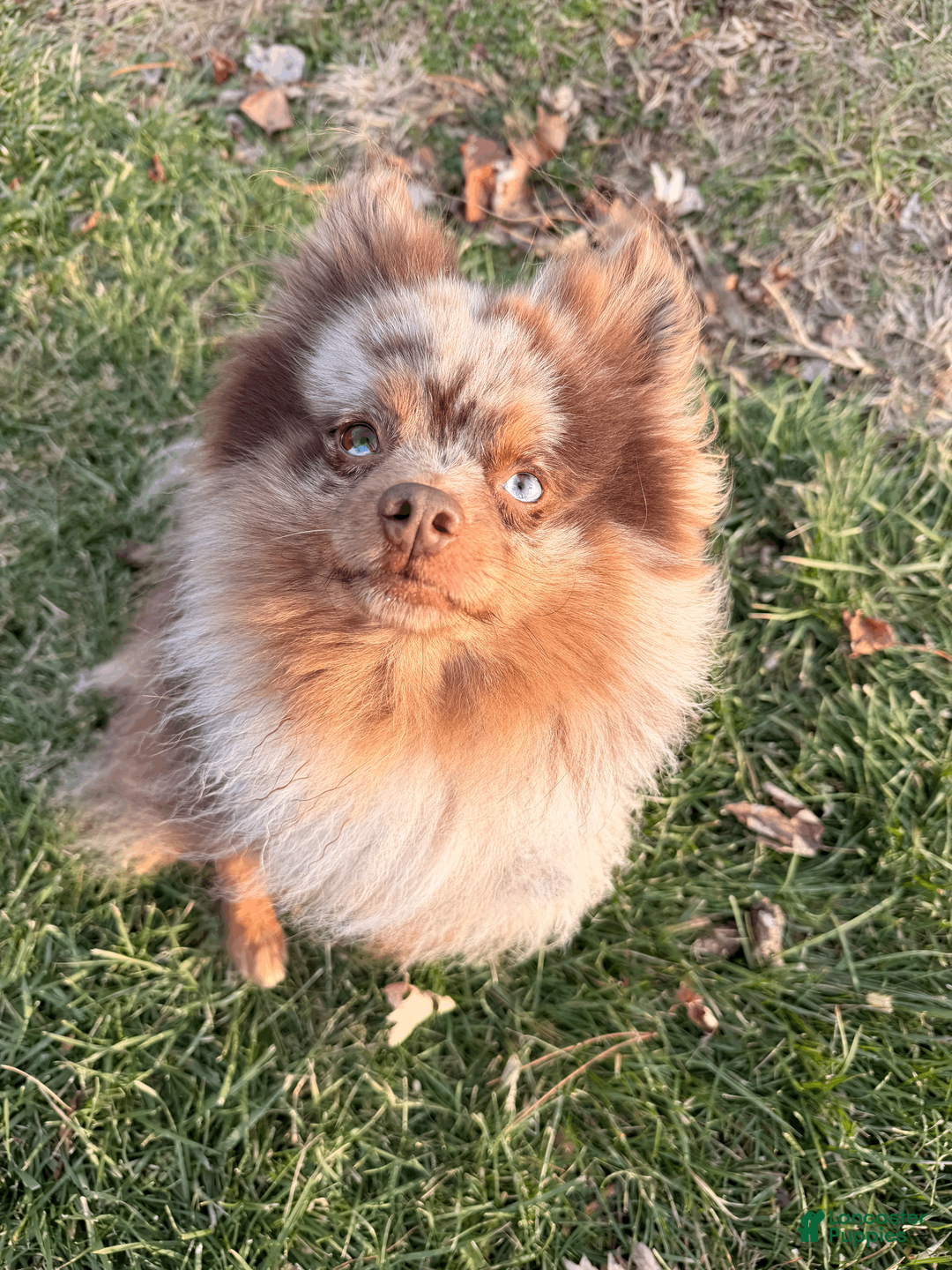 Pomsky dogs for sale: Dotty - Ad 19