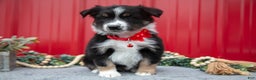Miniature Australian Shepherd dogs for sale: Lance - Ad 2