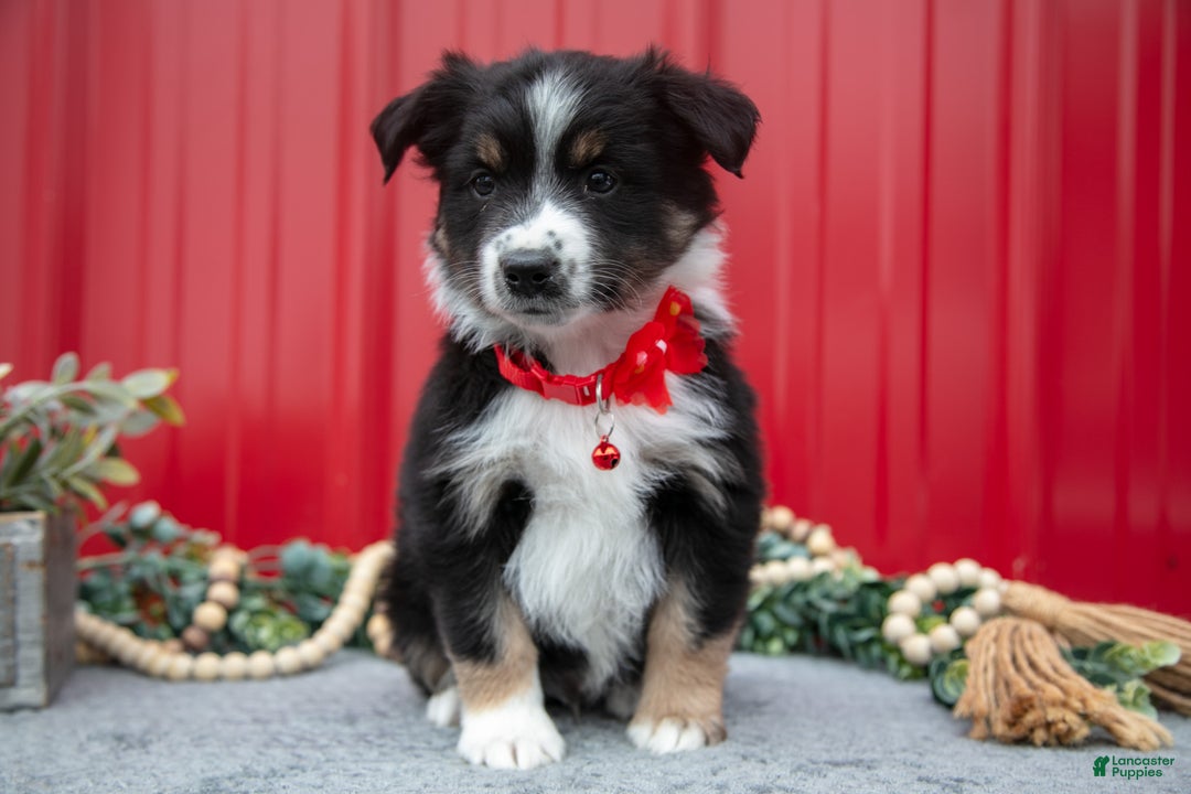 Miniature Australian Shepherd dogs for sale: Lance - Ad 2