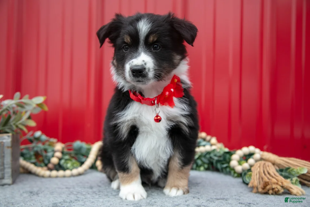 Miniature Australian Shepherd dogs for sale: Lance - Ad 2