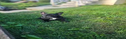 French Bulldog dogs for sale: Midnight - Ad 2