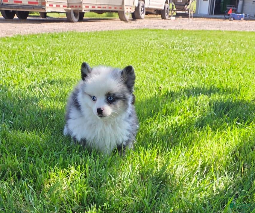 Pomsky dogs for sale: Flash - Ad 27