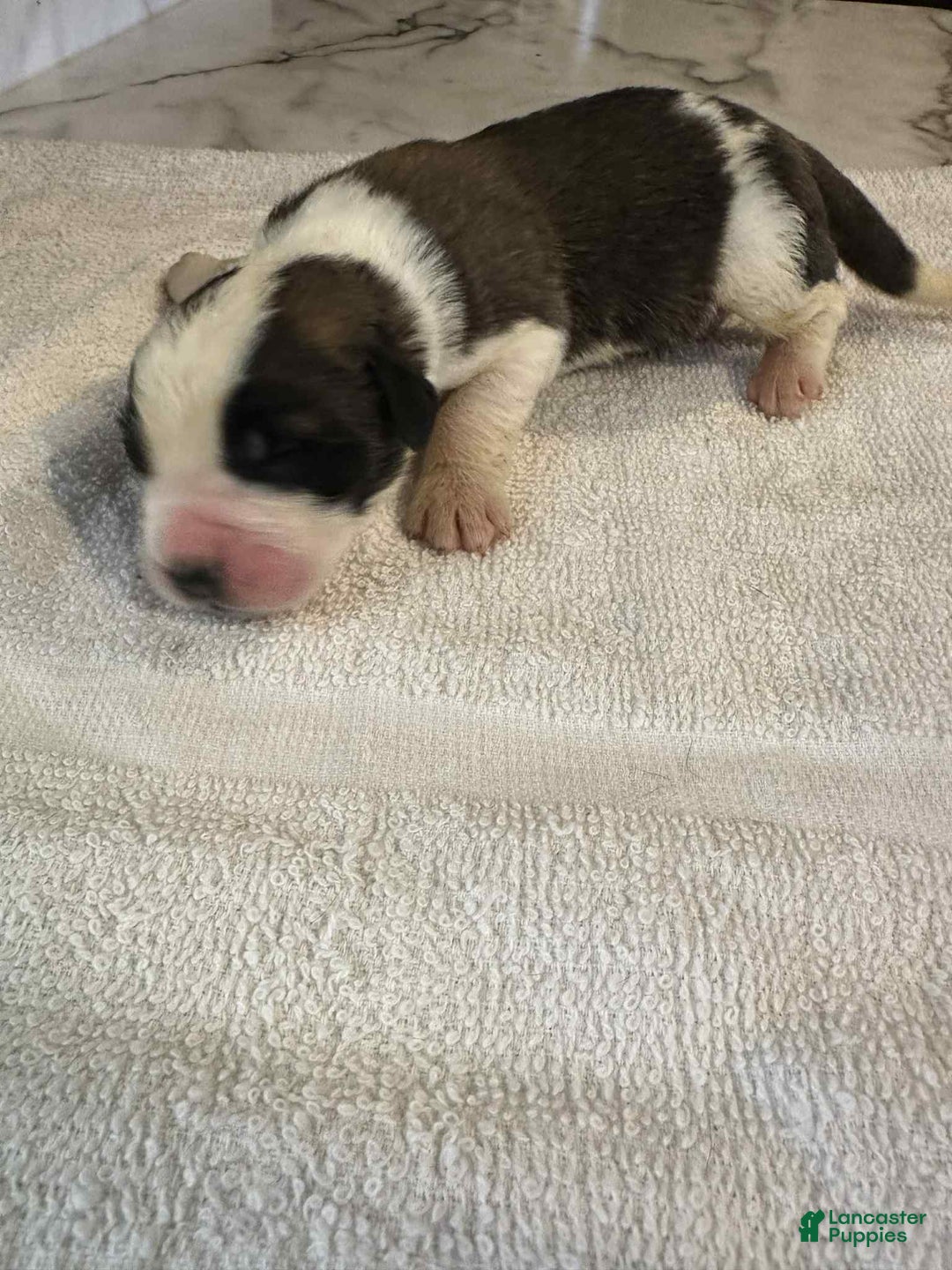Saint Bernard dogs for sale: Puppy 7 - Ad 2