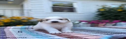 Great Pyrenees dogs for sale: Clark - Ad 3
