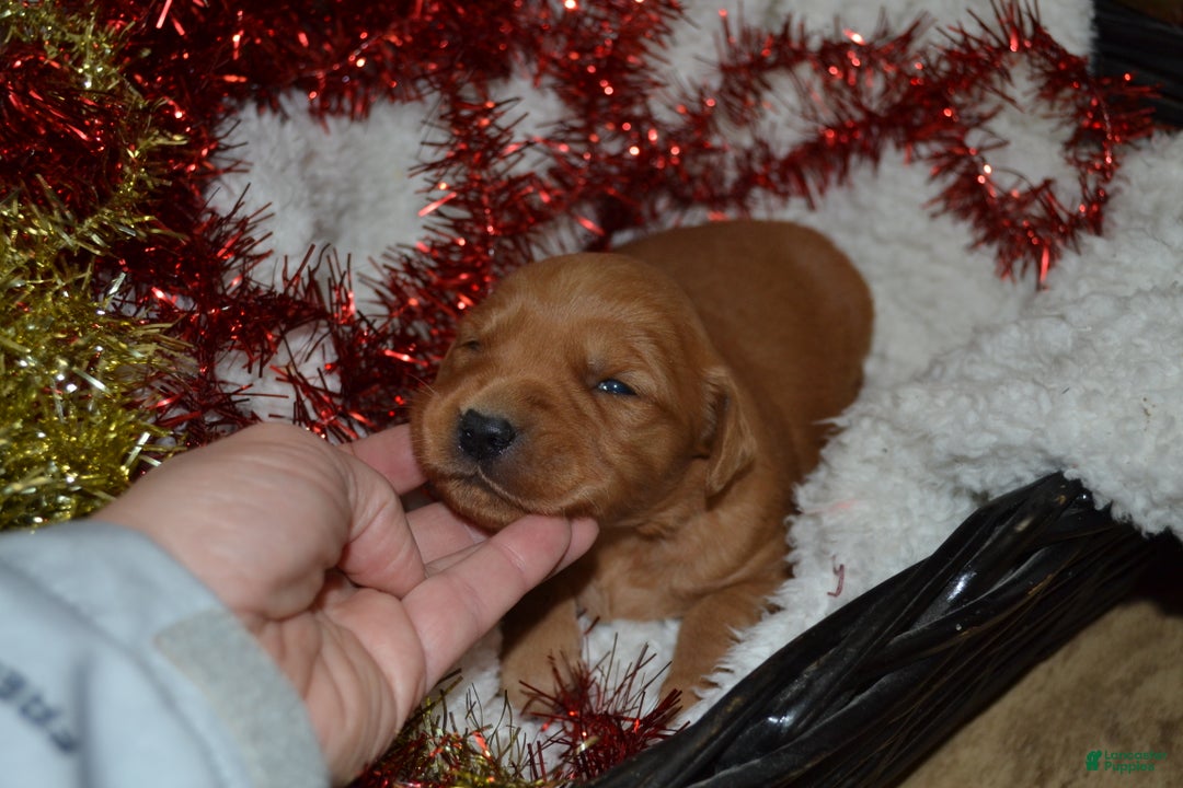 Golden Retriever dogs for sale: Princess - Ad 4