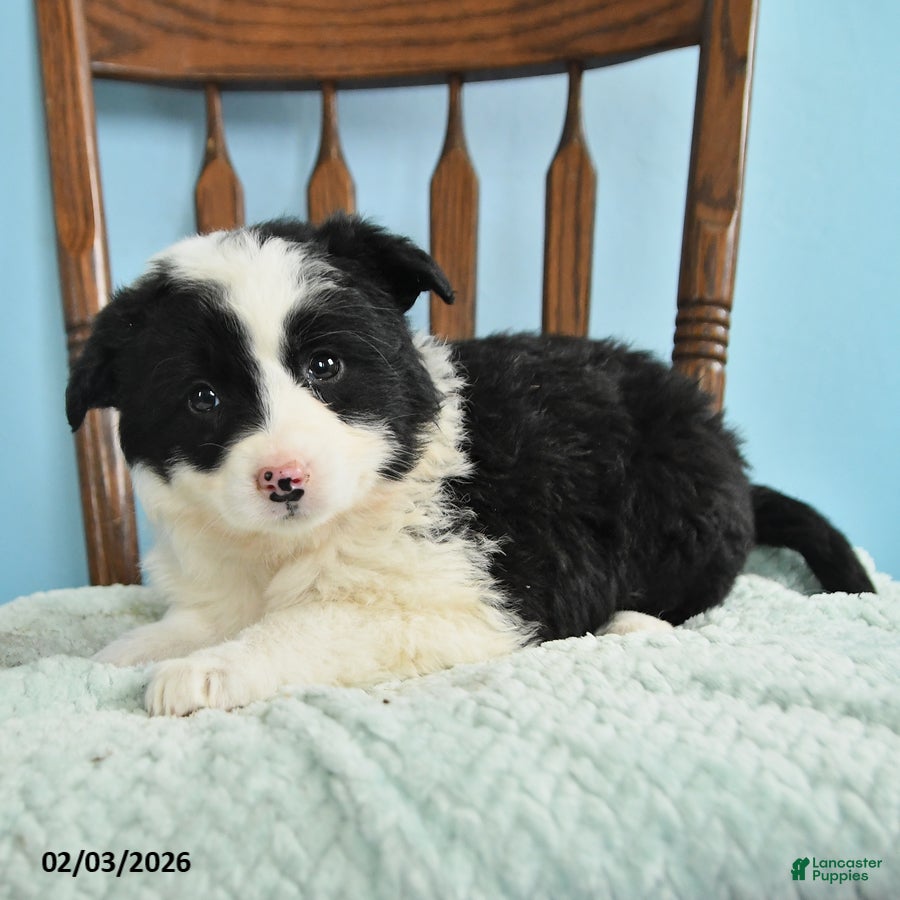 Miniature Australian Shepherd dogs Callie - Ad 1