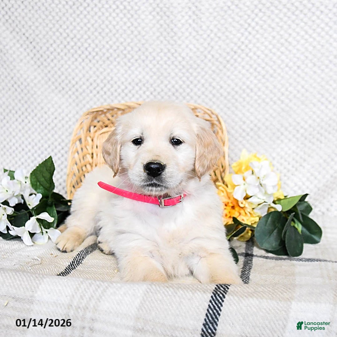 Golden Retriever dogs for sale: Sawyer - Ad 2