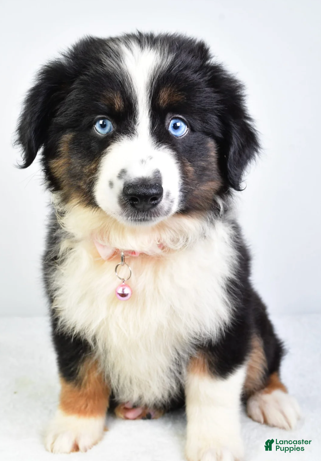 Miniature Australian Shepherd dogs for sale: Jody - Ad 5