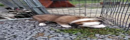 Border Collie dogs for sale: BANE - Ad 9