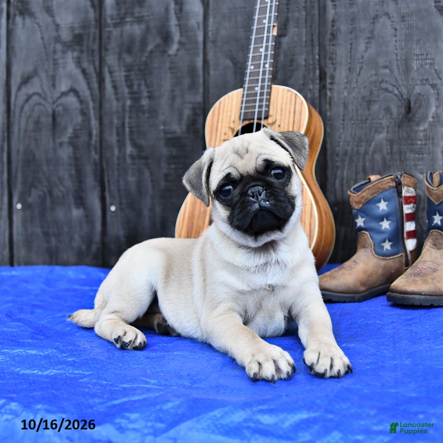 Pug dogs Reba - Ad 1