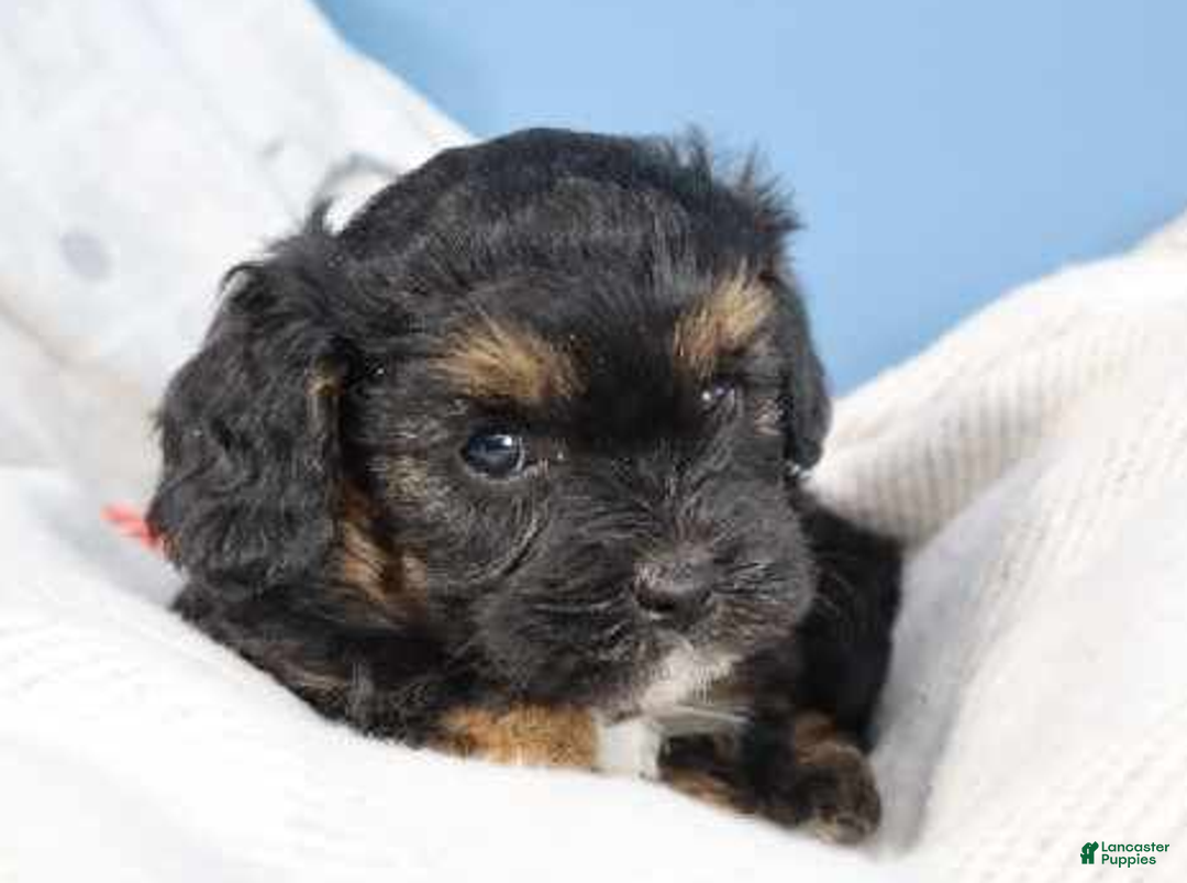 Cavapoo dogs for sale: River - Ad 7