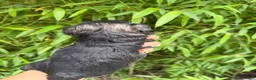 Miniature Schnauzer dogs for sale: Miniature Schnauzer Puppy 3 - Ad 3