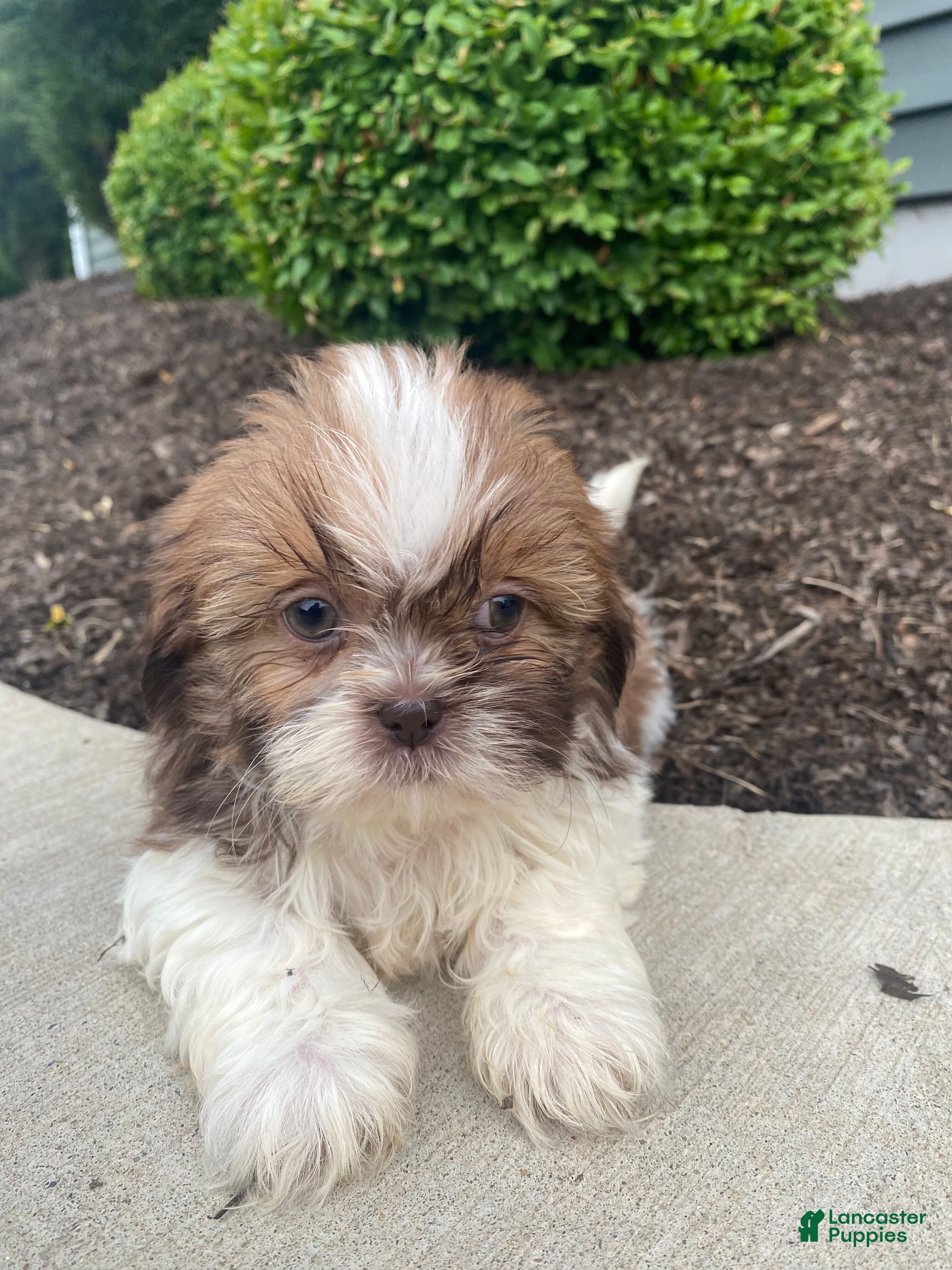 Shih Tzu dogs Emma - Ad 2