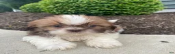 Shih Tzu dogs for sale: Emma - Ad 2