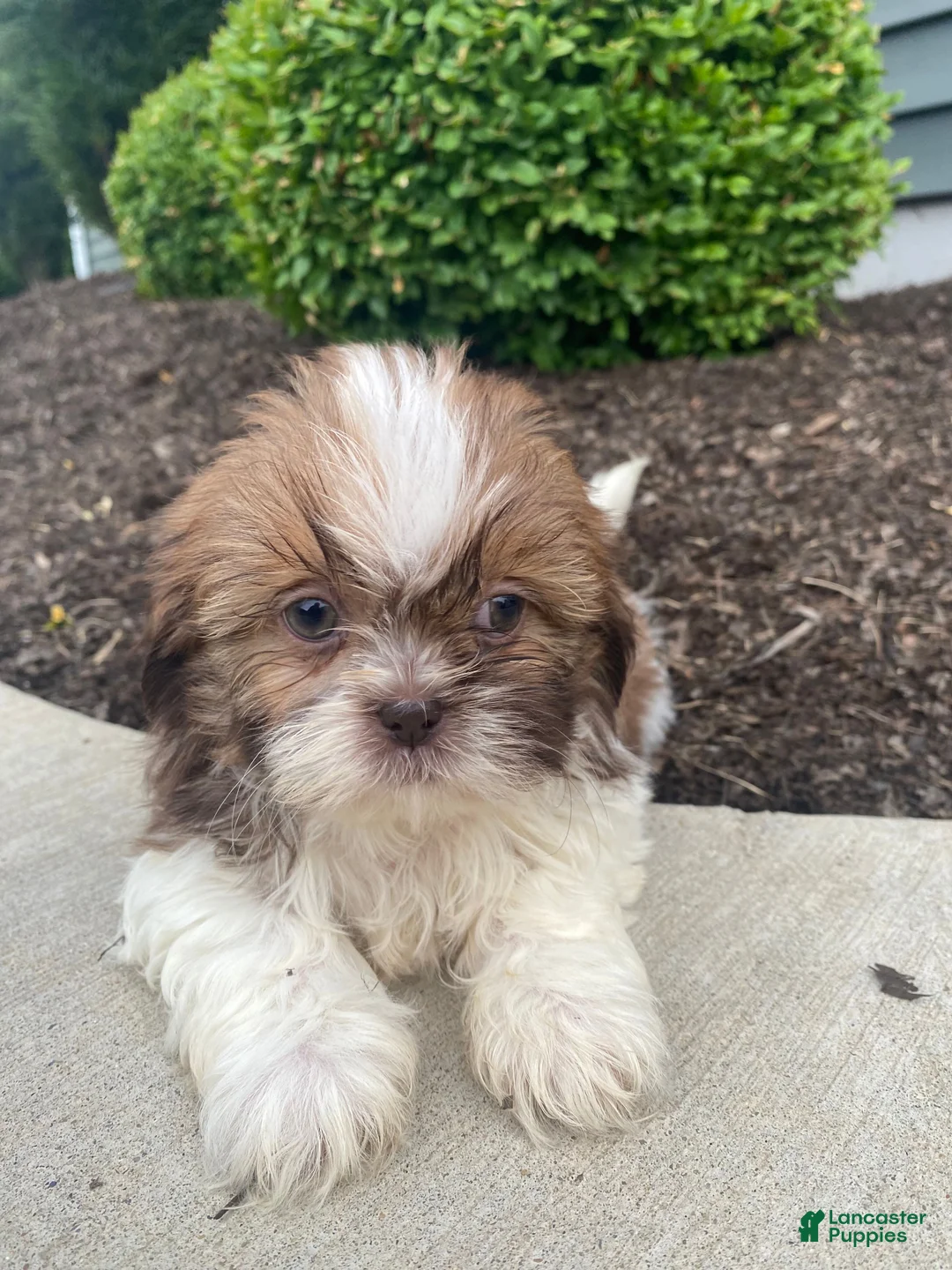 Shih Tzu dogs for sale: Emma - Ad 2