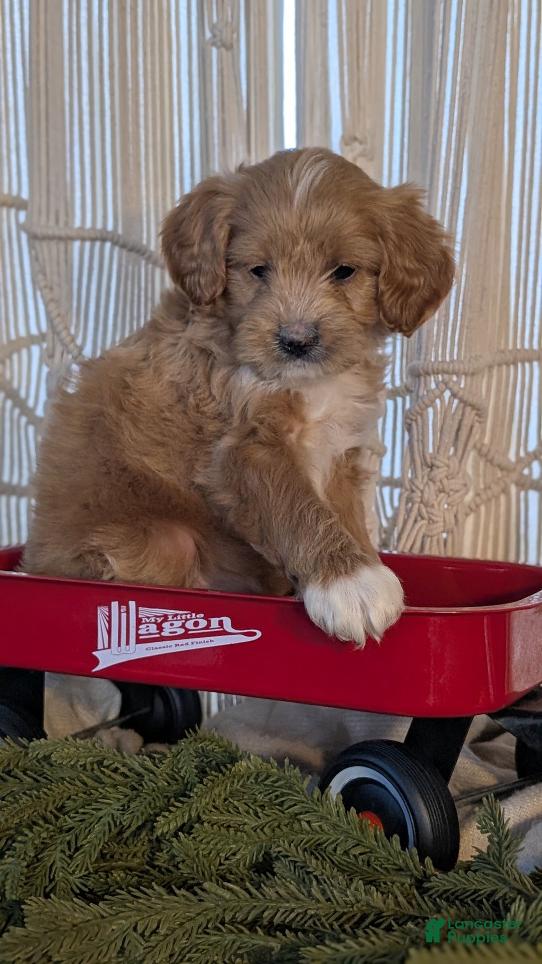 Cavapoo dogs for sale: Axel  - Ad 6