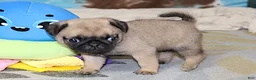Pug dogs for sale: Sierra - Ad 5