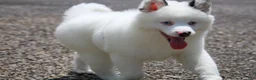 Pomsky dogs for sale: Prince - Ad 12