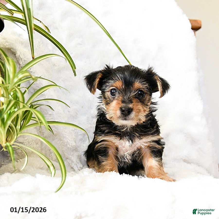 Yorkshire Terrier dogs Tootsie - Ad 37