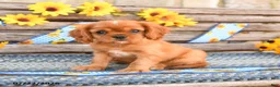 Cavalier King Charles Spaniel dogs for sale: Tinker - Ad 3