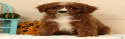 Cavapoo dogs for sale: Ace - Ad 7