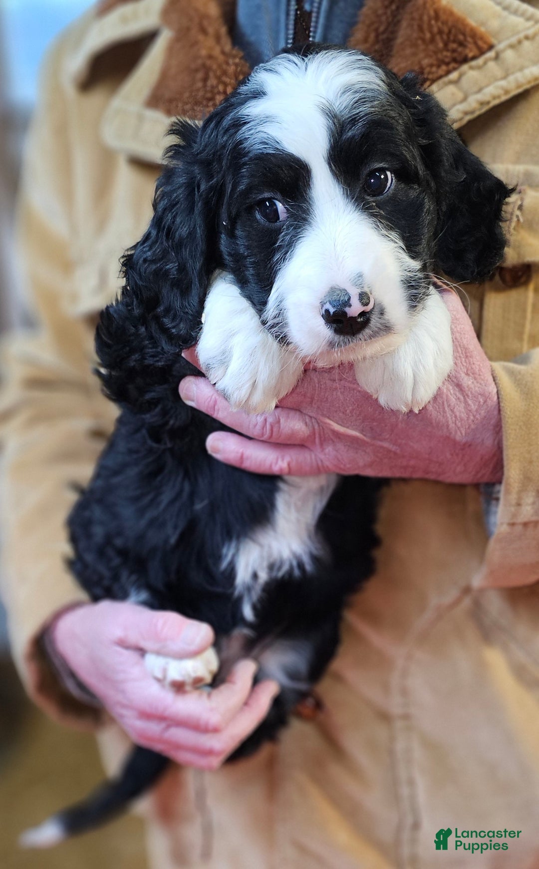 Bernedoodle dogs for sale: Bernedoodle Puppy 1 - Ad 5