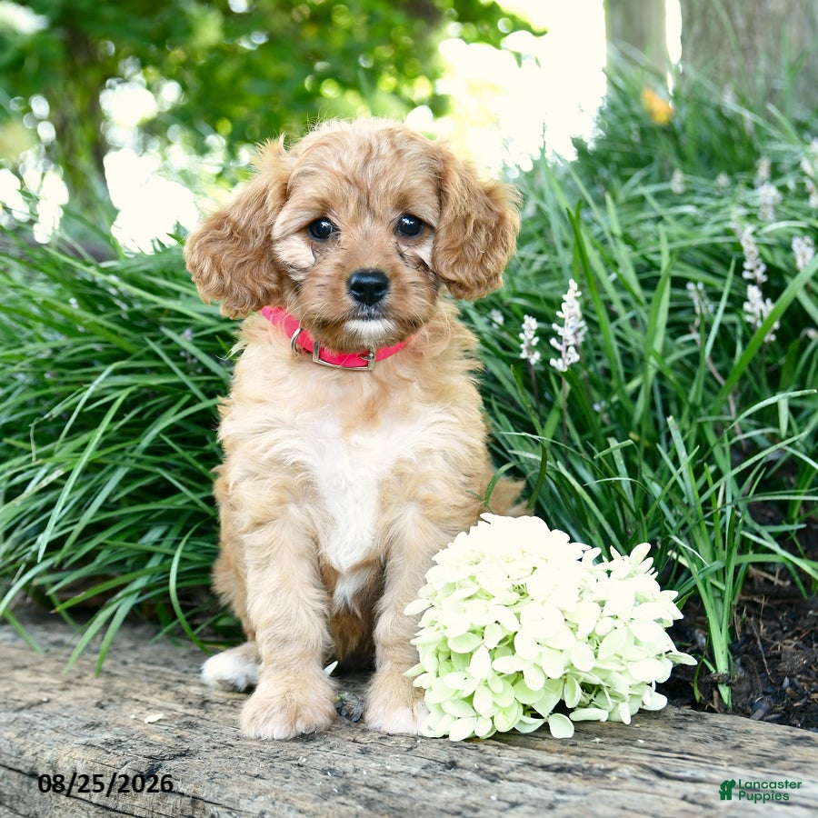 Cavapoo dogs Cutie - Ad 1