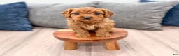 Cavapoo dogs for sale: Luna - Ad 3