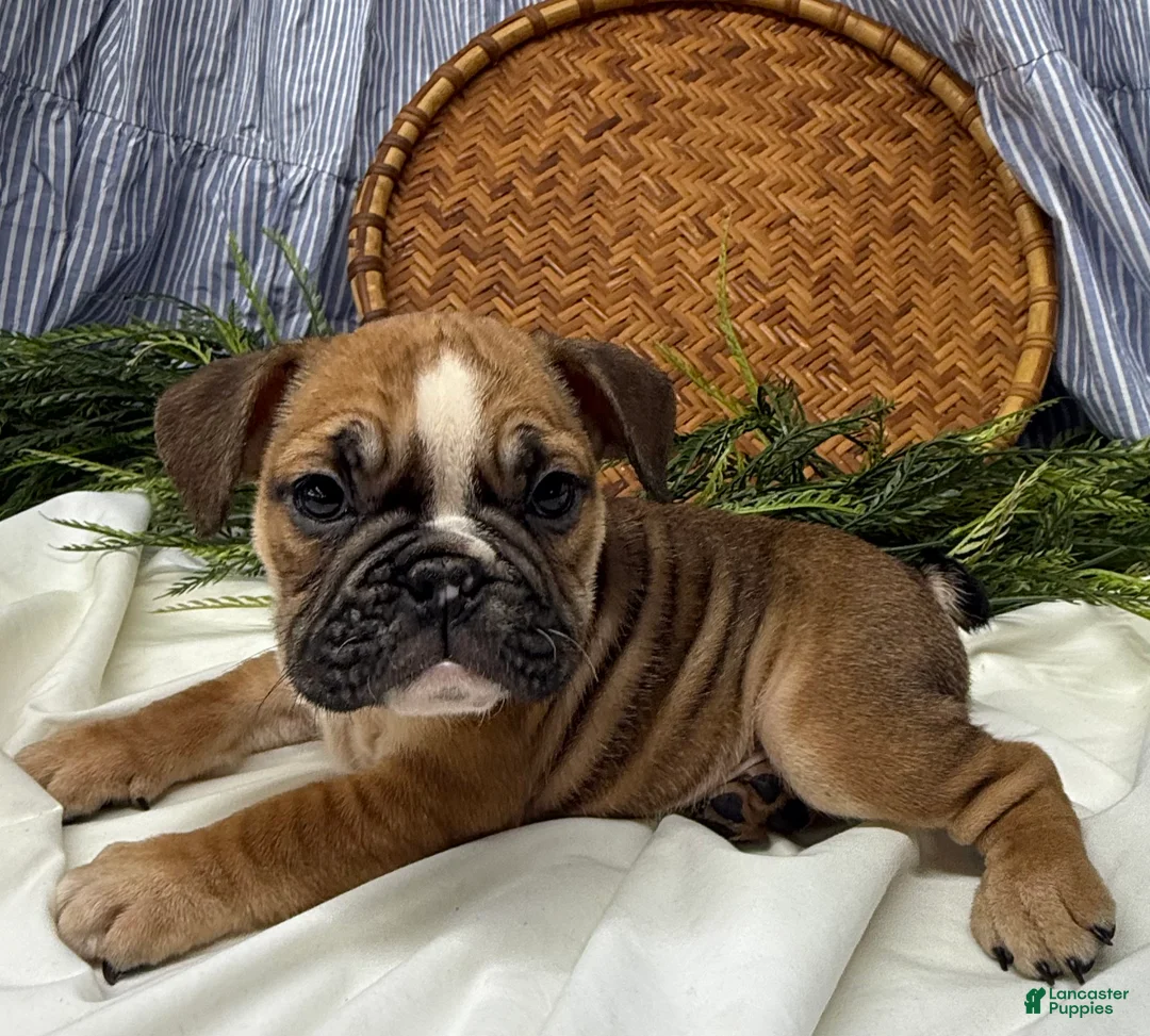 English Bulldog dogs for sale: Sage - Ad 4