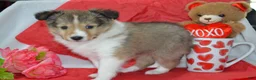 Shetland Sheepdog dogs for sale: Cherie - Ad 2