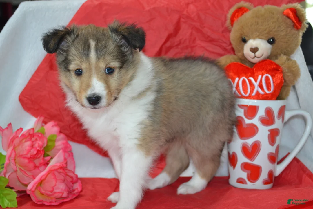 Shetland Sheepdog dogs for sale: Cherie - Ad 2