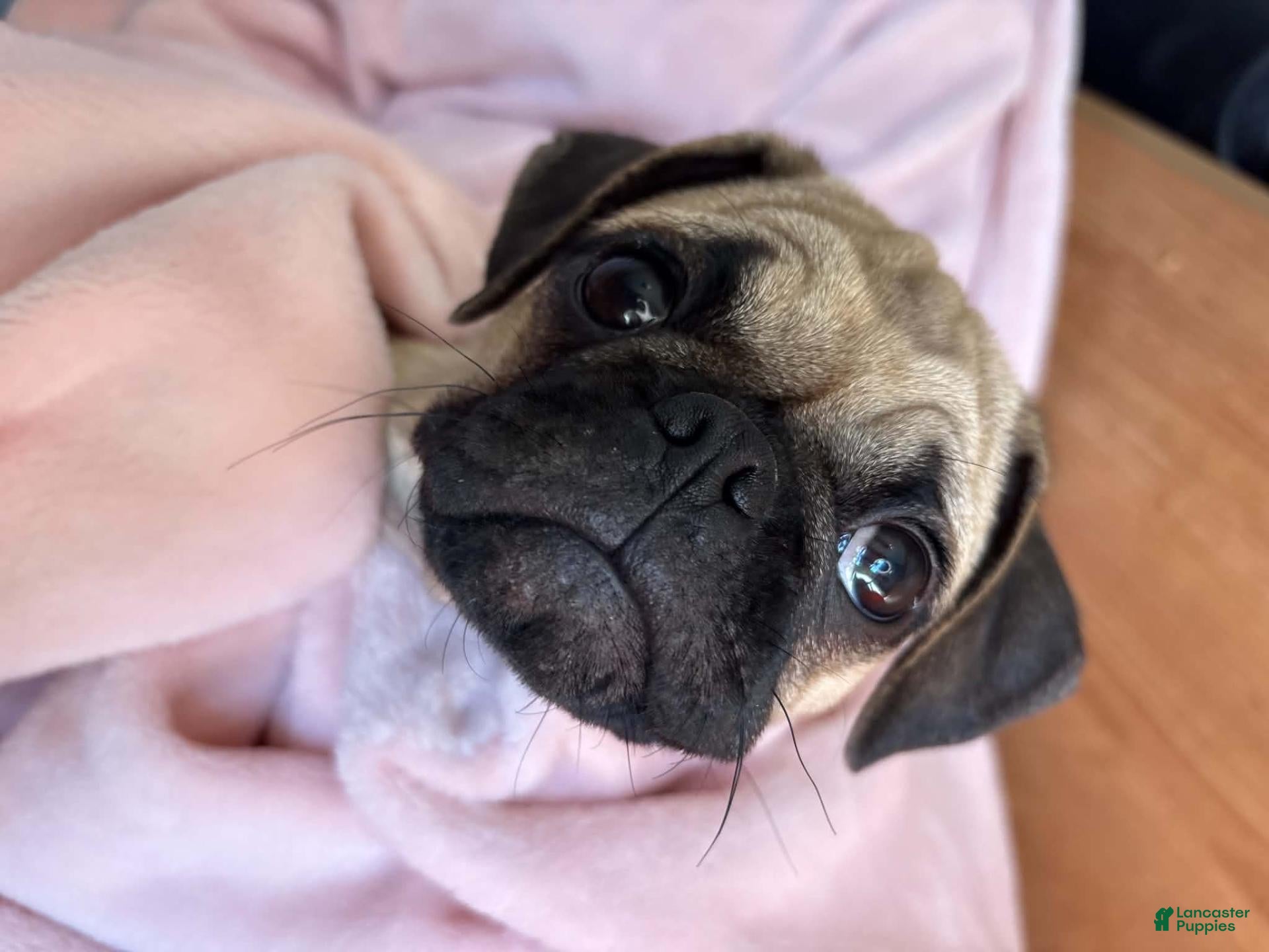 Rosemary (Pug, Female) in Tazewell, TN