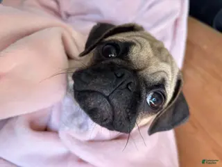 Pug dogs Rosemary - Ad 30
