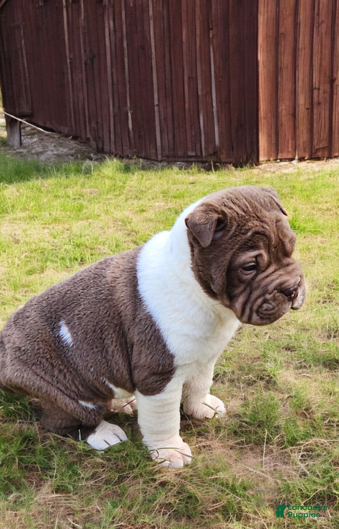 Shar Pei dogs for sale: Jester chocolate mini  - Ad 10