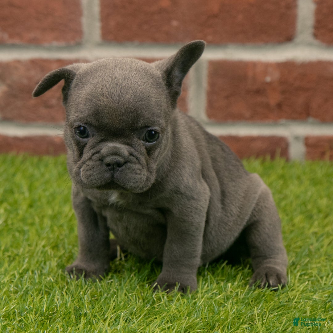 French Bulldog dogs for sale: Sadie - Ad 4