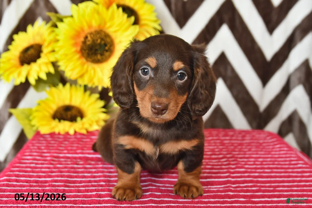 Miniature Dachshund dogs for sale: Dusty - Ad 2