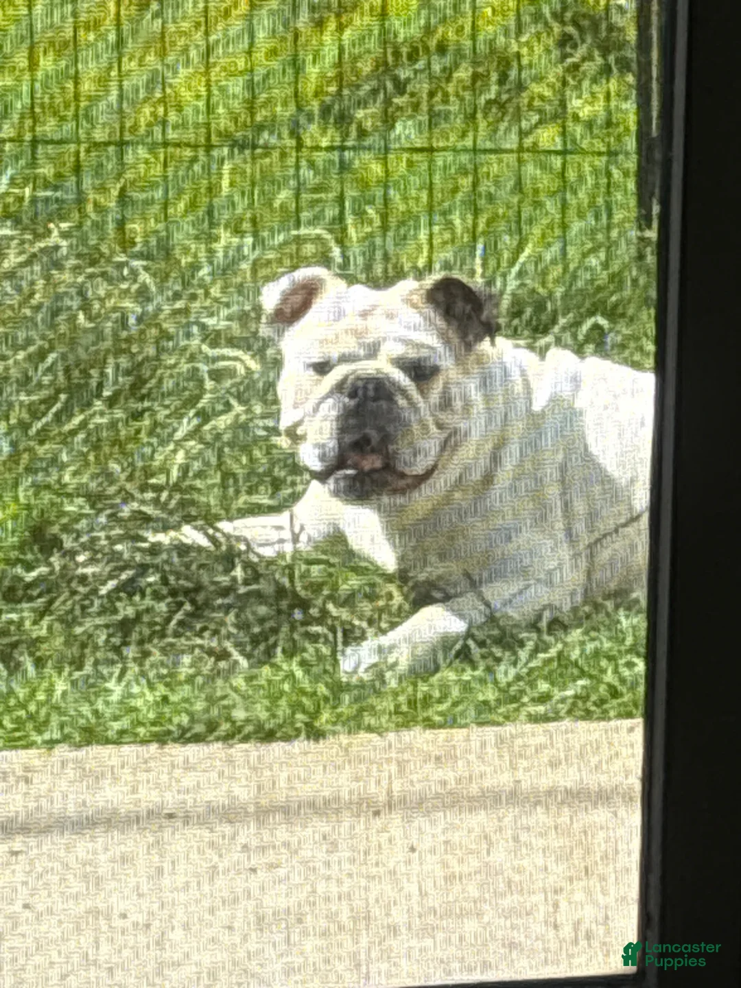 English Bulldog dogs for sale: Mylo  - Ad 2