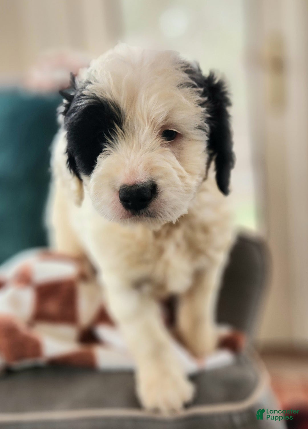 Gallery Image {{count}}