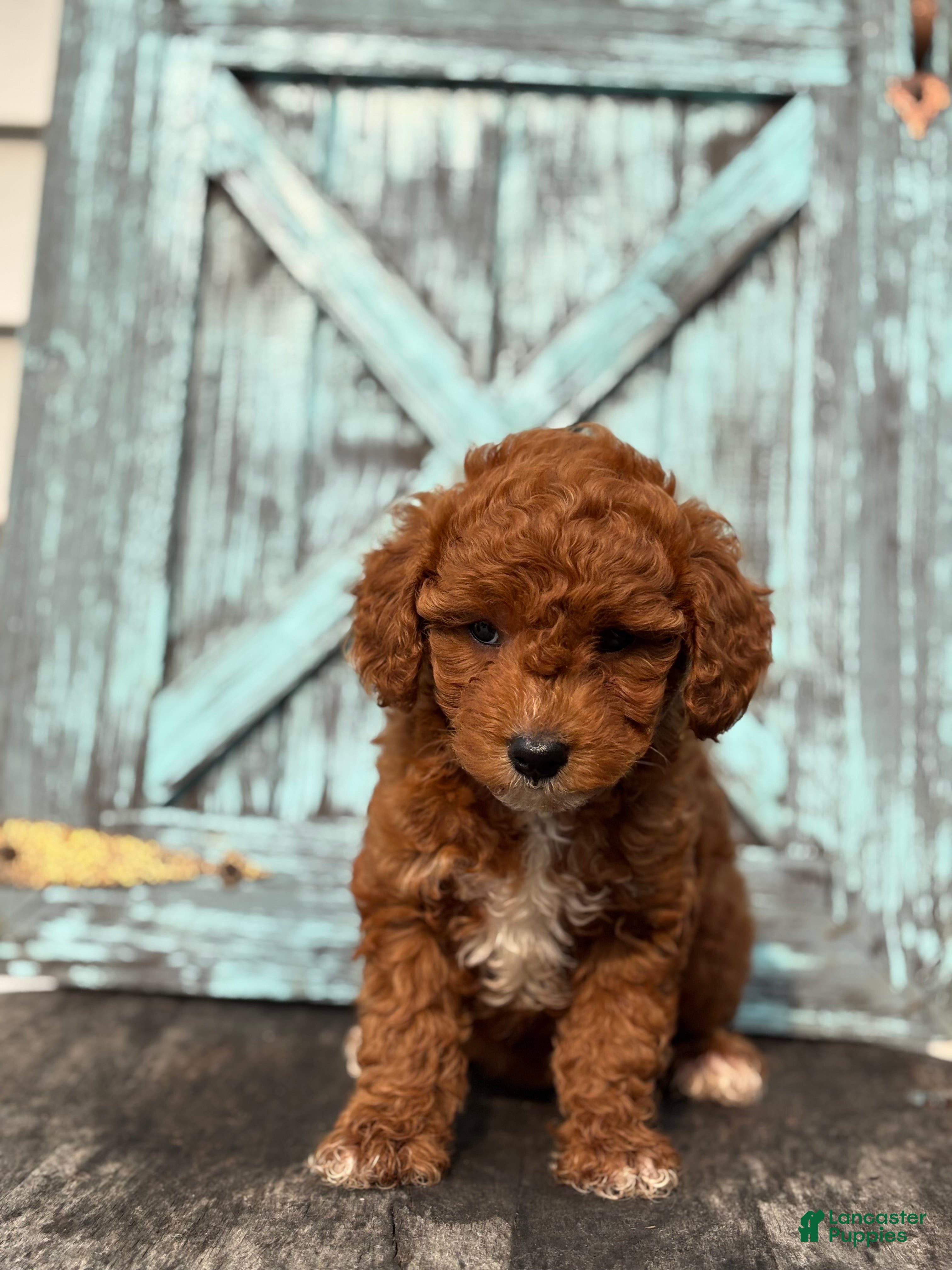 Mini Goldendoodle dogs Flora - Ad 1