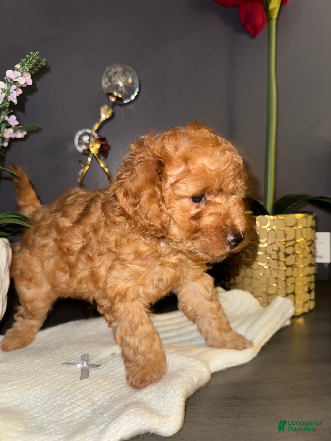 Miniature Poodle dogs for sale: Miniature Poodle Milo - Ad 15