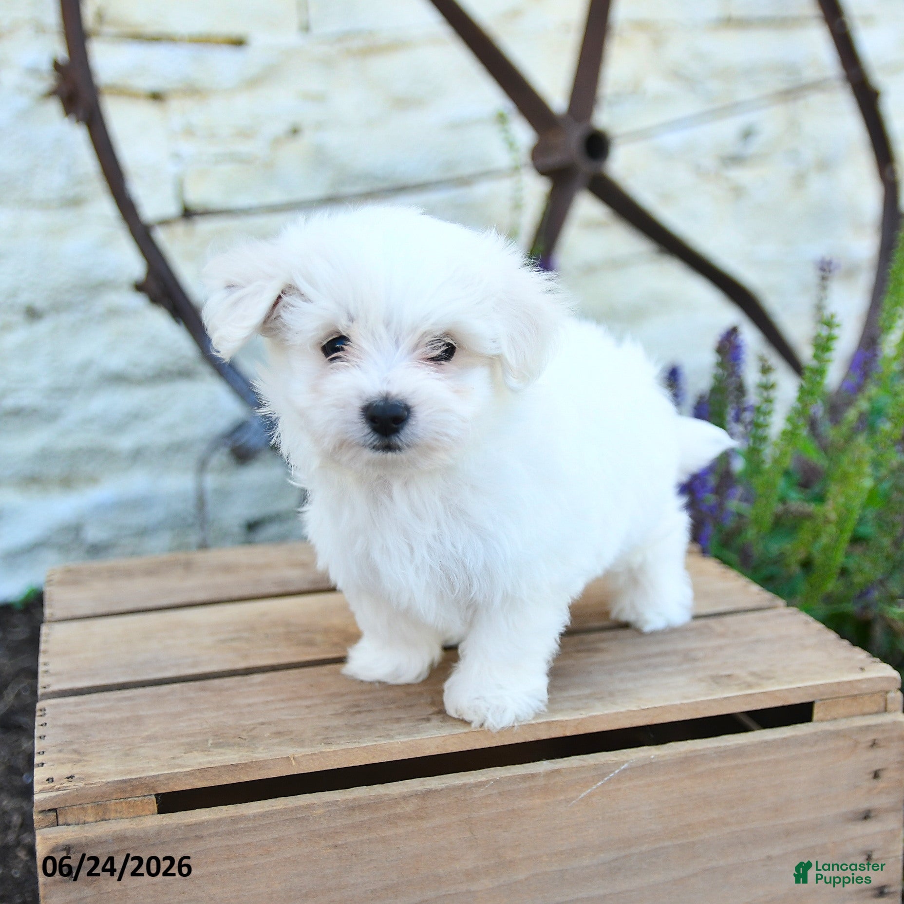 Mixed Breed dogs Otto - Ad 1