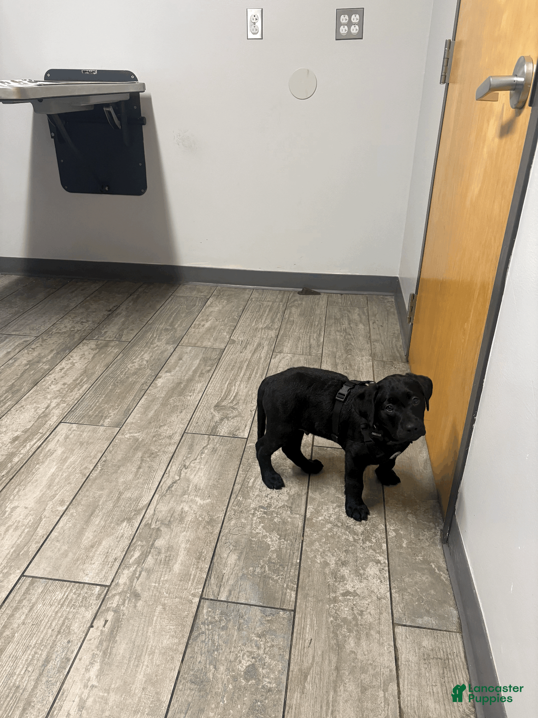 Labrador Retriever dogs for sale: JORDAN - Ad 5