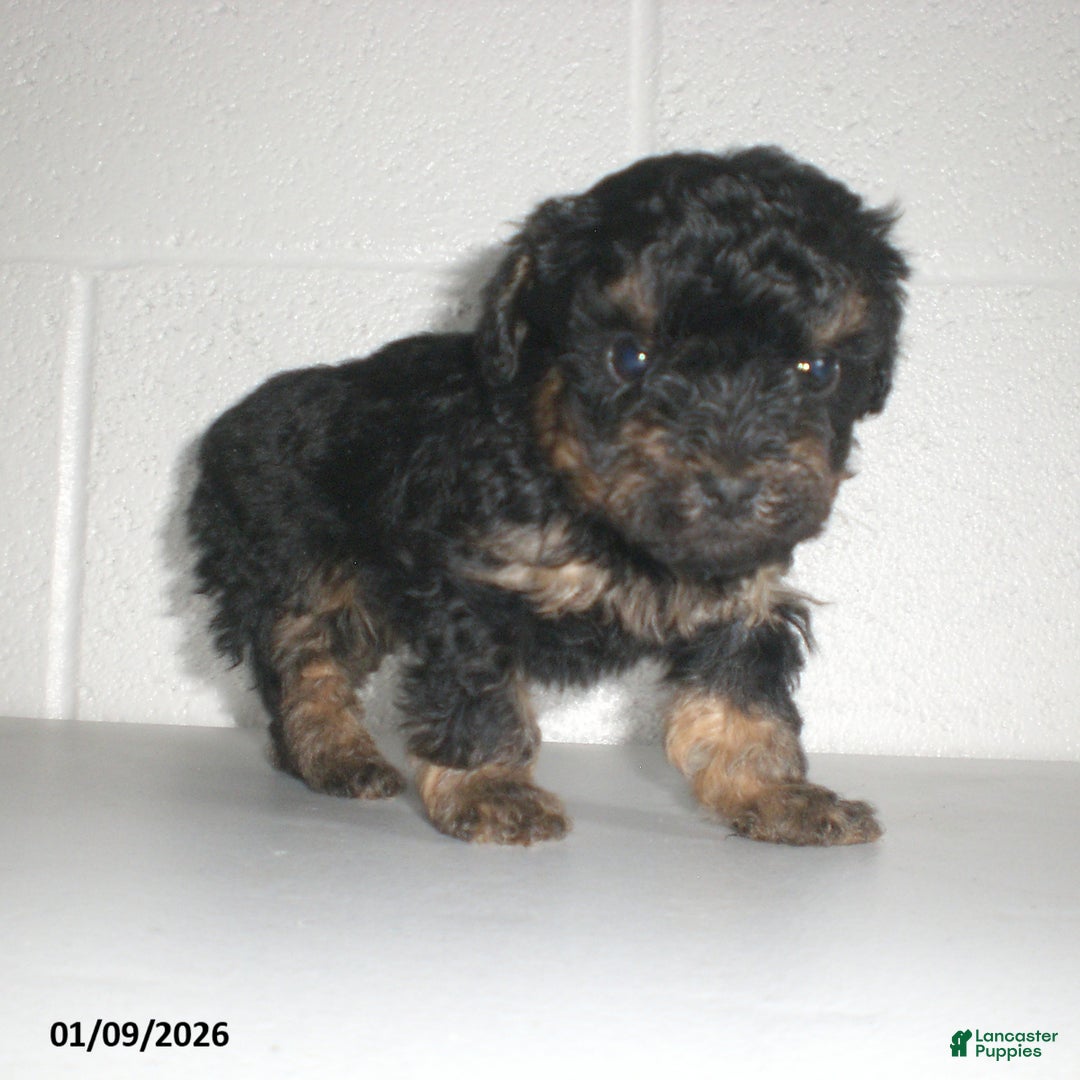 Yorkiepoo dogs for sale: Abby - Ad 16