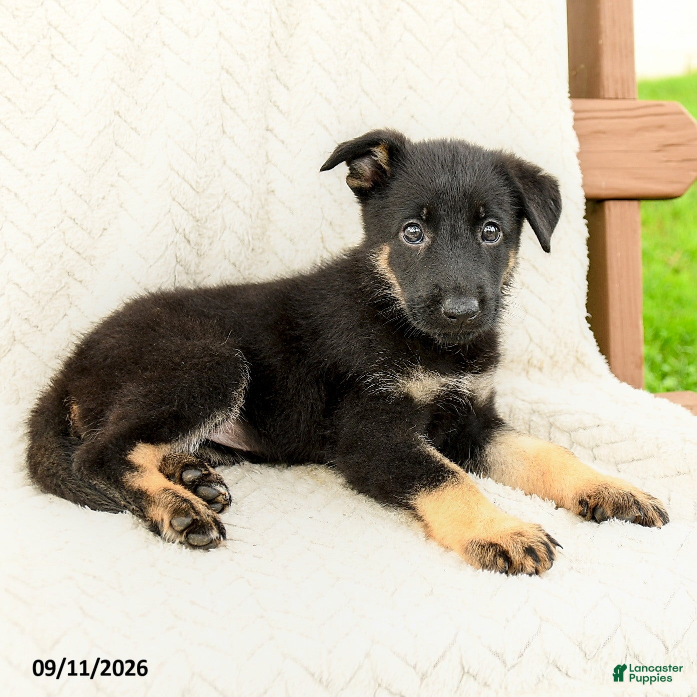 German Shepherd dogs Bianca - Ad 2