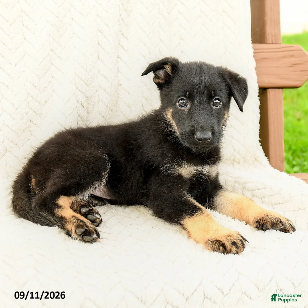 German Shepherd dogs for sale: Bianca - Ad 2